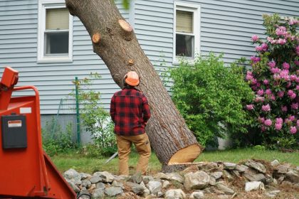 Why You Need a Specialist to Your Remove Trees